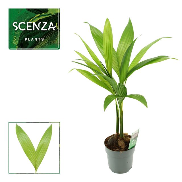 Picture of Areca catechu
