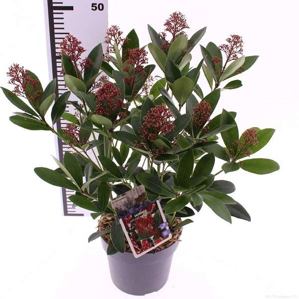 Picture of Skimmia japonica rubella 7+