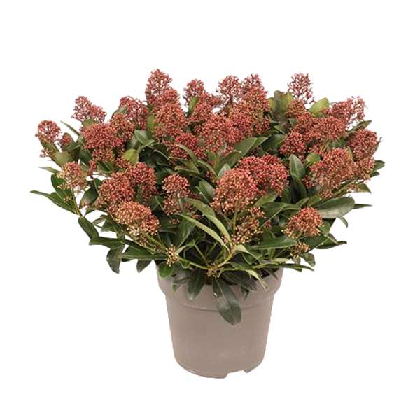 Picture of SKIMMIA JAPONICA RUBELLA 