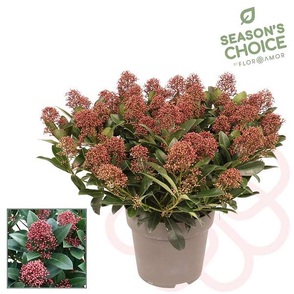 Picture of SKIMMIA JAPONICA RUBELLA 30+FL