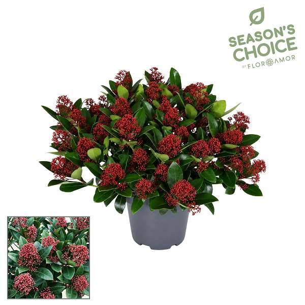 Picture of Skimmia japonica rubella 30+ fl