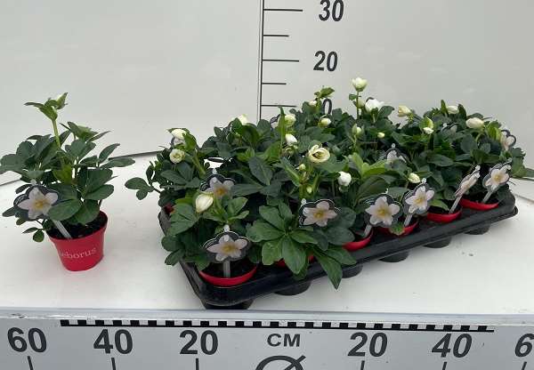 Picture of HELLEBORUS NIGER CHRISTMAS CAROL