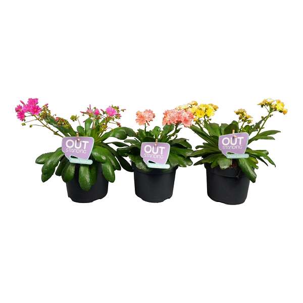 Picture of Lewisia cotyledon mix