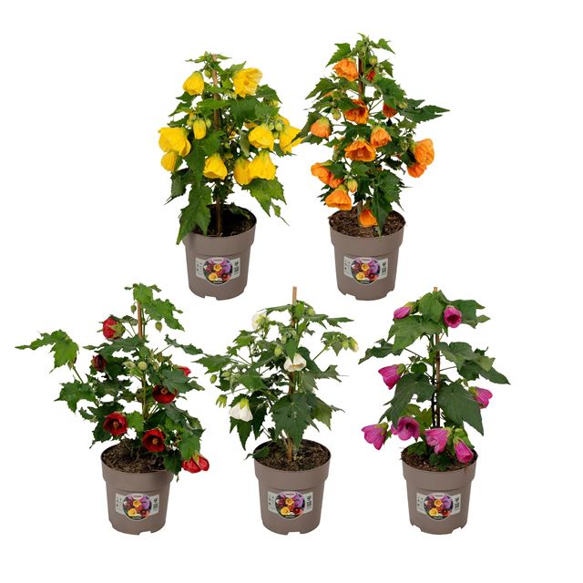 Picture of Abutilon mix pyramid