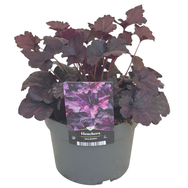 Picture of Heuchera mulberry