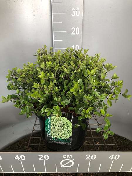 Picture of PITTOSPORUM TEN. POMPOM