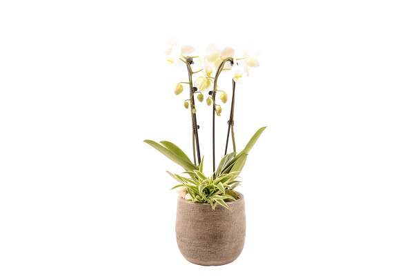 Picture of PHALAENOPSIS ARRANGEMENT 02PP