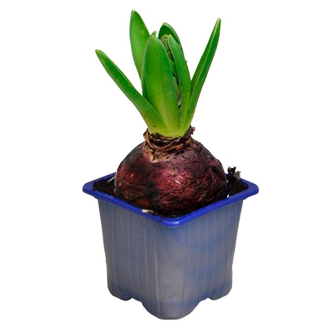 Picture of HYACINTHUS 01BULB BLUE