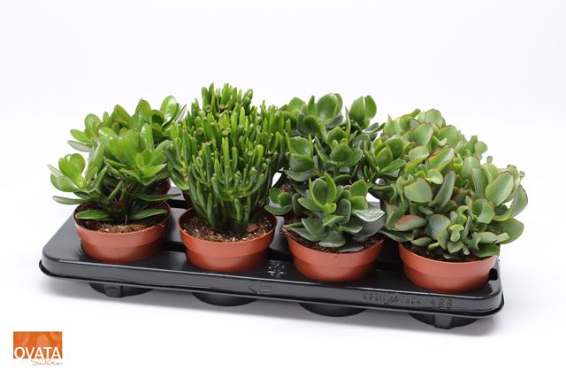 Picture of CRASSULA MIX