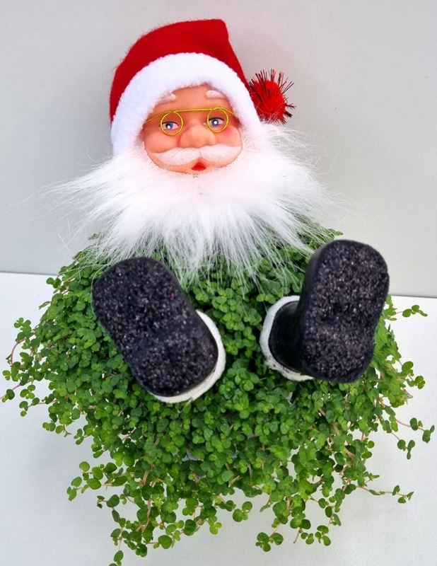 Picture of HELEXINE SANTA CLAUS