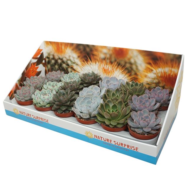 Picture of Echeveria mixtray in showbox