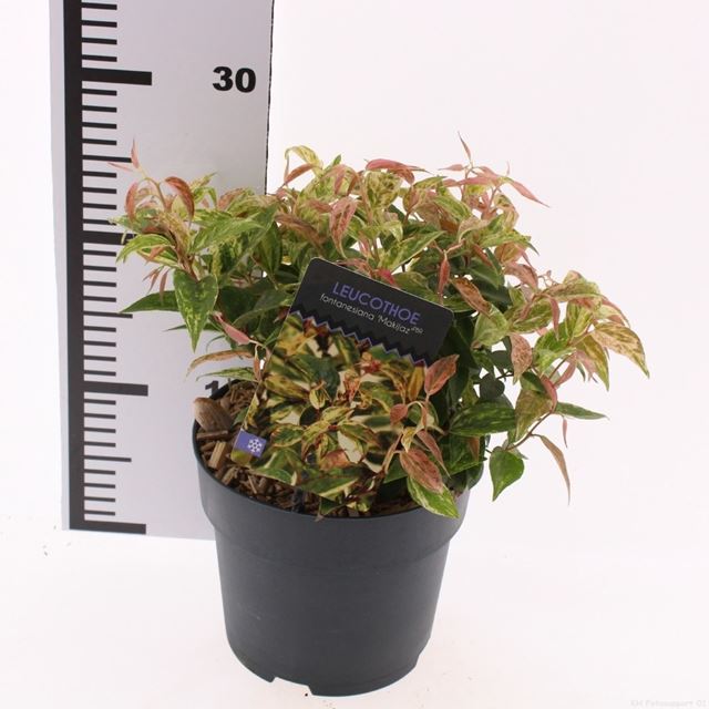 Picture of Leucothoe fontanesiana makiejaz