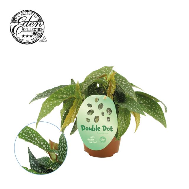 Picture of BEGONIA MACULATA CANE DOUBLE DOT