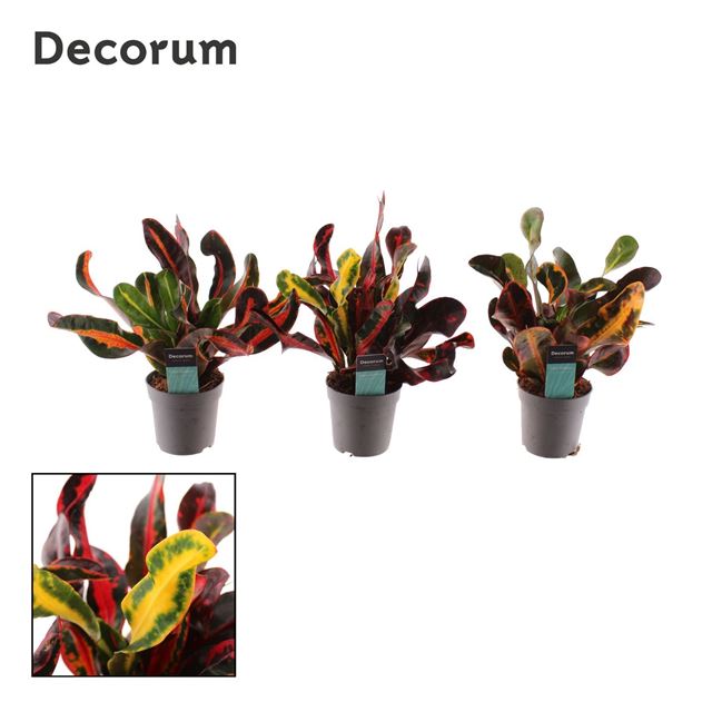 Picture of CODIAEUM MAMMI