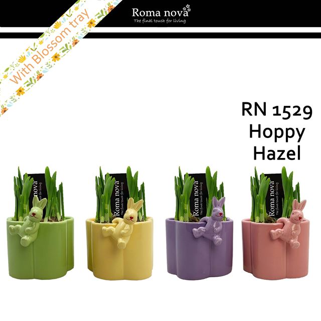 Picture of Narcissus hoppy hazel