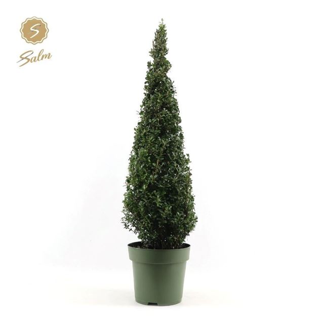 Picture of Ilex crenata pyramid 100cm