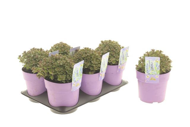 Picture of Nepeta faassenii purrsian blue