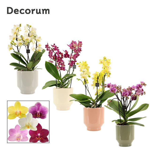 Picture of Phalaenopsis 03-stem dazzling mix in ceramic