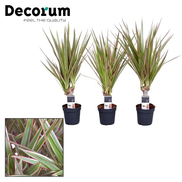 Picture of DRACAENA MARGINATA BICOLOR ON STEM