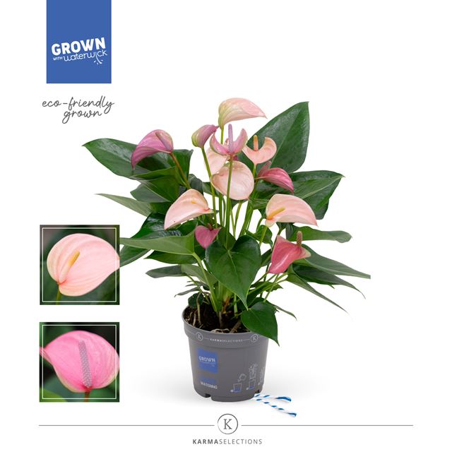 Picture of ANTHURIUM ANDREANUM MULTIFLORA DUO PINK