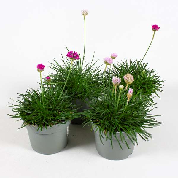 Picture of ARMERIA MARITIMA