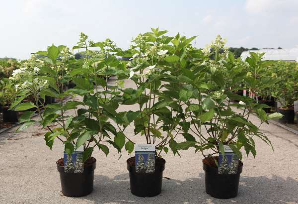 Picture of HYDRANGEA PANICULATA LEVANA