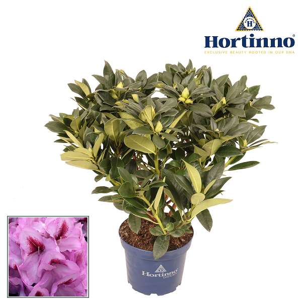 Picture of Rhododendron hybride lila flame xxl