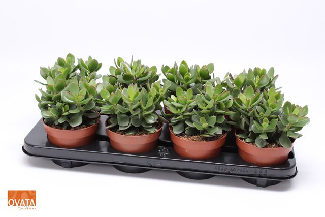 Picture of CRASSULA OVATA MINOVA MAGIC