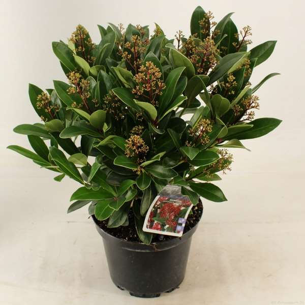 Picture of SKIMMIA JAPONICA RUBELLA 25+FL