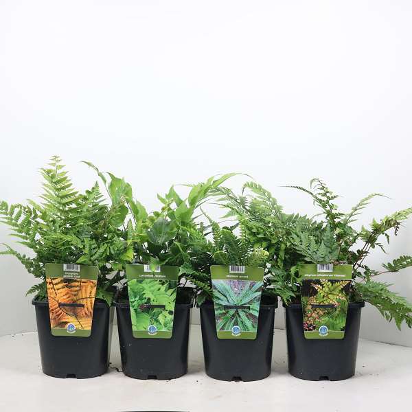 Picture of FERNS (OUTDOOR) MIX