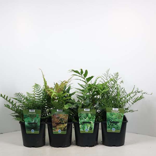 Picture of Ferns (outdoor) mix