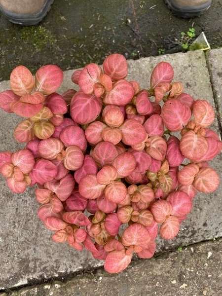 Picture of FITTONIA PINK SPECIAL