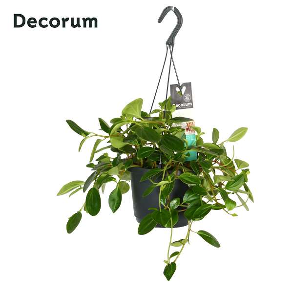 Picture of PEPEROMIA SMARAGD HANGING BASKET