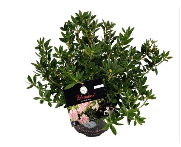 Picture of Rhododendron bloombux® pink c 2 l