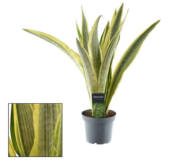 Picture of SANSEVIERIA AUBRYTIANA LAUREN