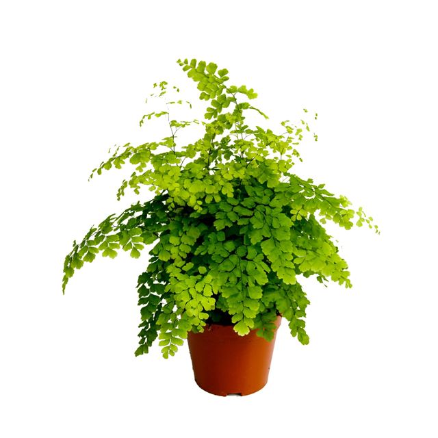 Picture of ADIANTUM RADDIANUM FRAGRANS