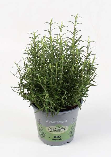 Picture of Rosmarinus officinalis