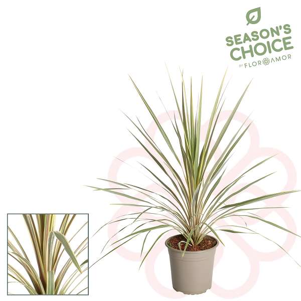 Picture of CORDYLINE AUSTRALIS TORBAY DAZZLER