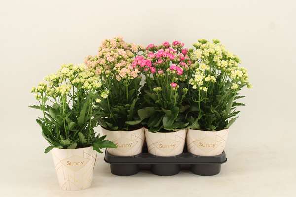 Picture of KALANCHOE BLOSSFELDIANA SUNNY MIX