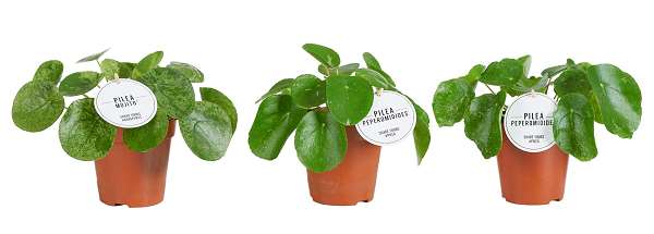 Picture of PILEA PEPEROMIOIDES VARIEGATED MIX