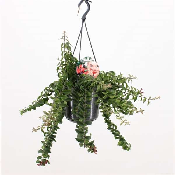 Picture of AESCHYNANTHUS TWISTER IN HANGING BASKET
