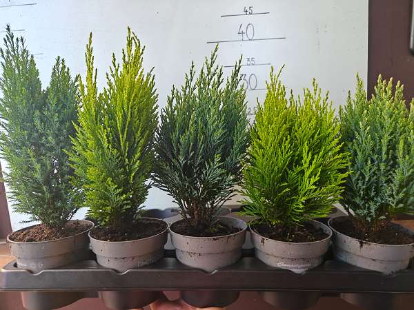Picture of Conifer mix