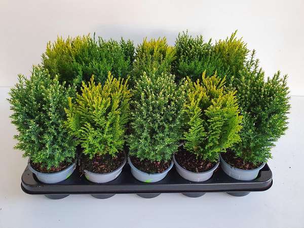 Picture of CONIFER MIX