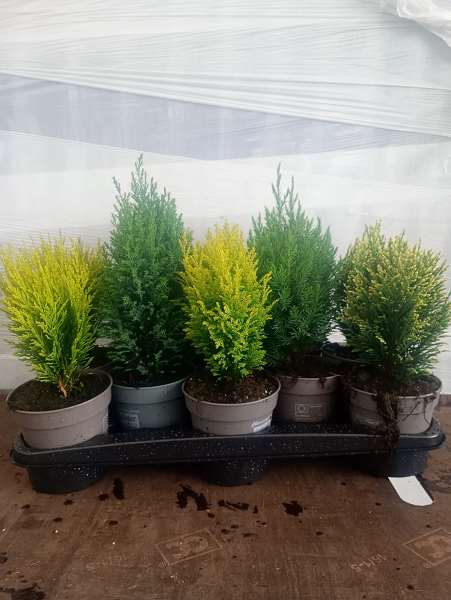 Picture of CONIFER MIX