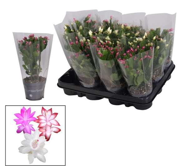 Picture of SCHLUMBERGERA GAERTNERI MIX