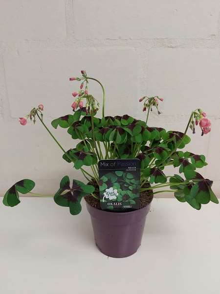 Picture of OXALIS DEPPEI