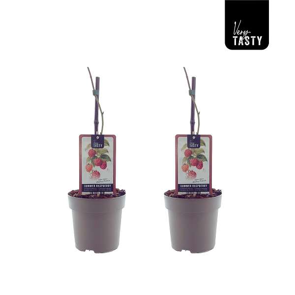 Picture of Rubus malling promise