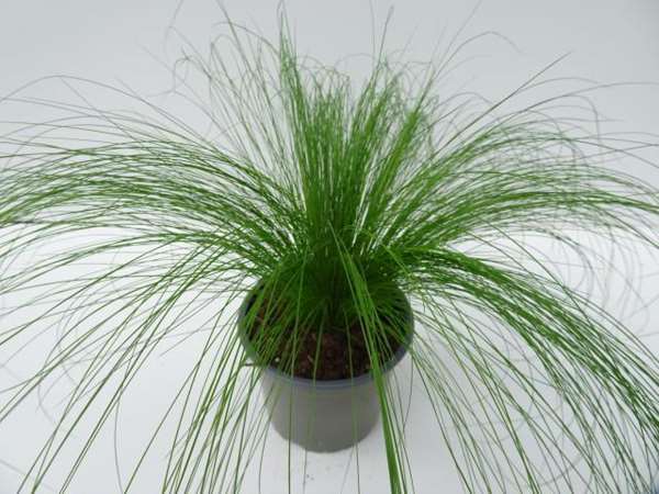 Picture of STIPA TENACISSIMA PONY TAILS