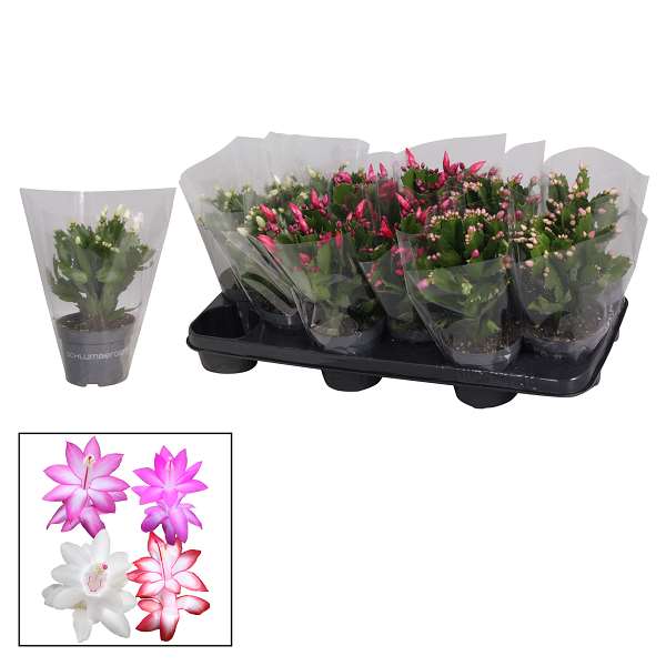 Picture of SCHLUMBERGERA GAERTNERI MIX