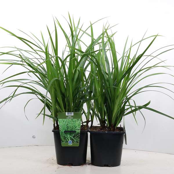 Picture of CAREX MORROWII IRISH GREEN